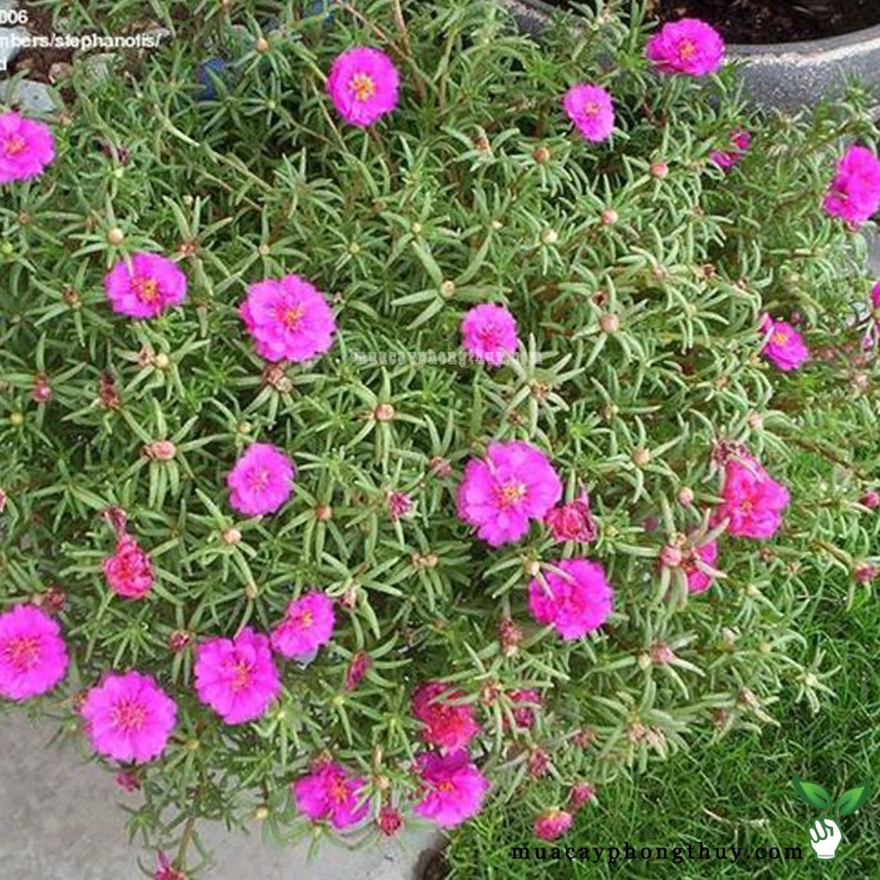 Портулак Роуз