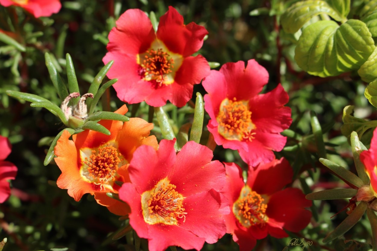 Портулак махровый коралловый риф