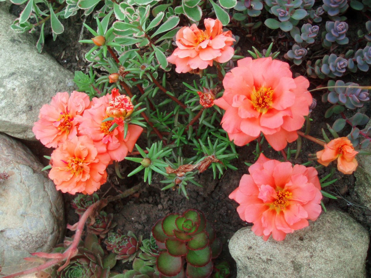 Портулак махровый коралловый риф