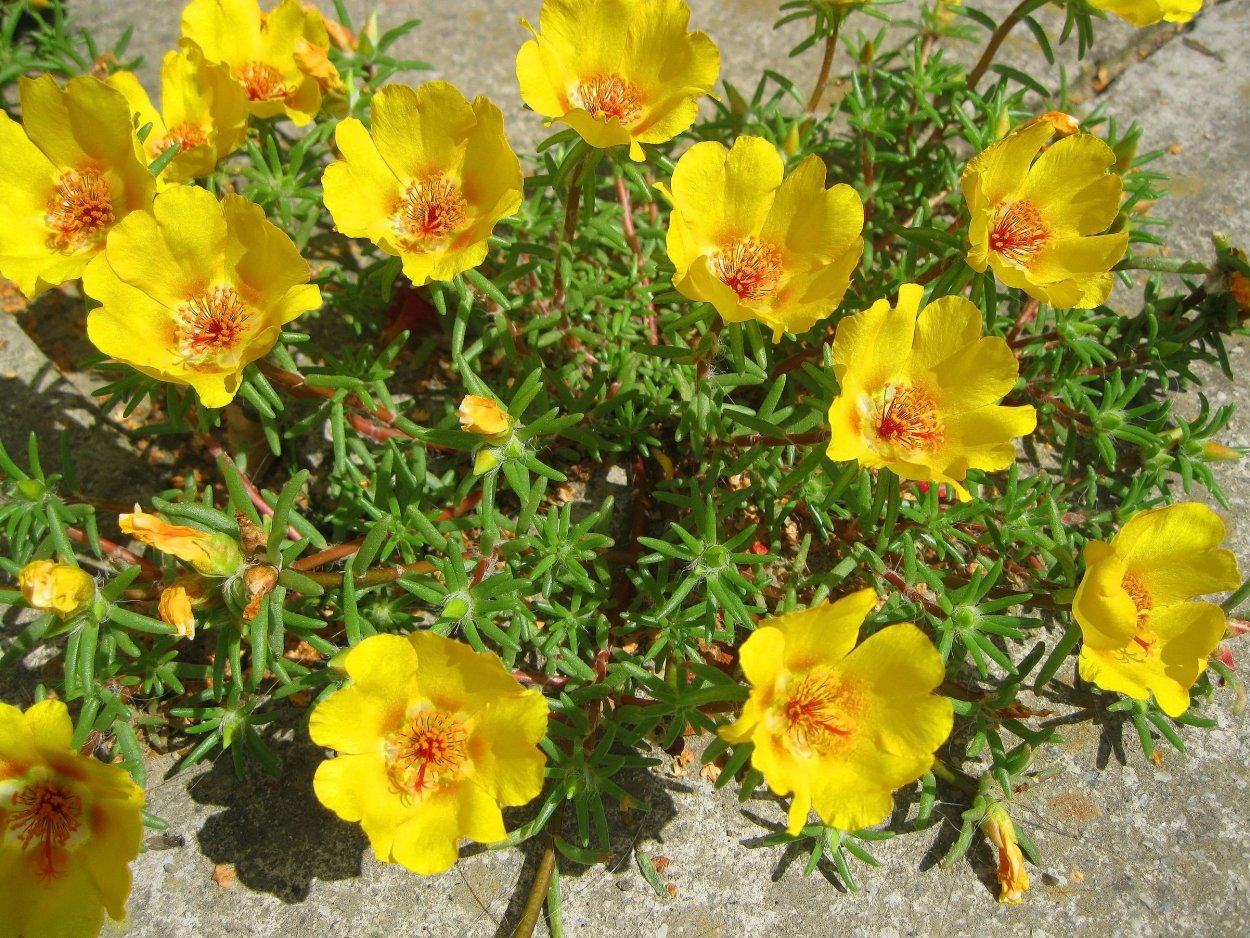 Портулак крупноцветный