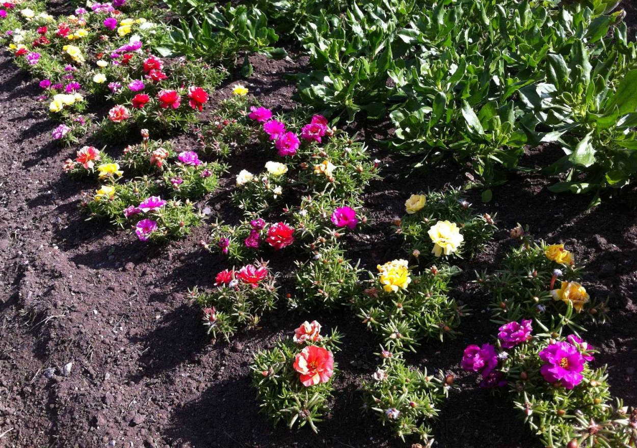 Портулак самосевом