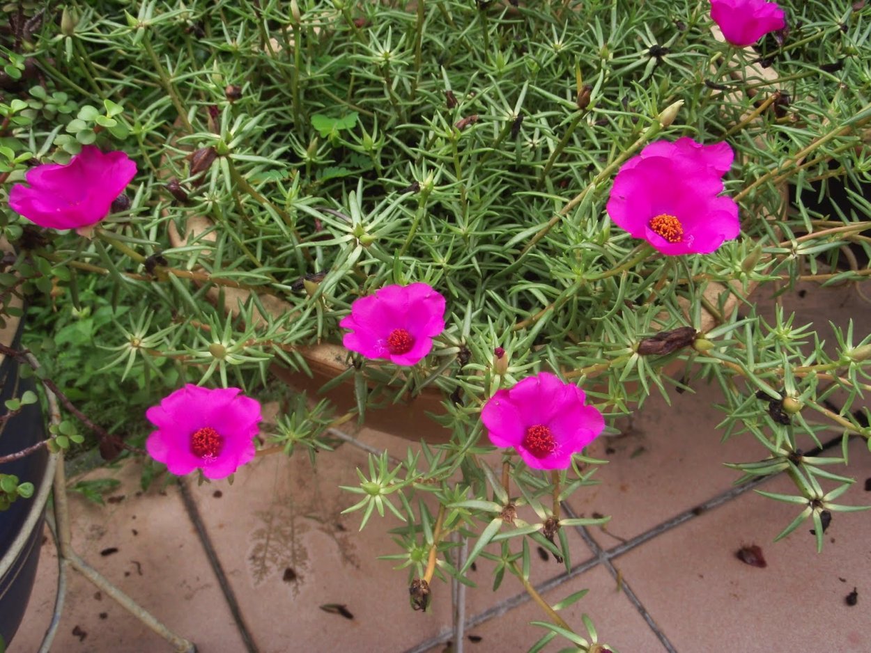 Портулак сиреневый