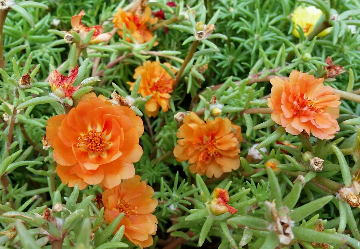 Портулак махровый коралловый риф