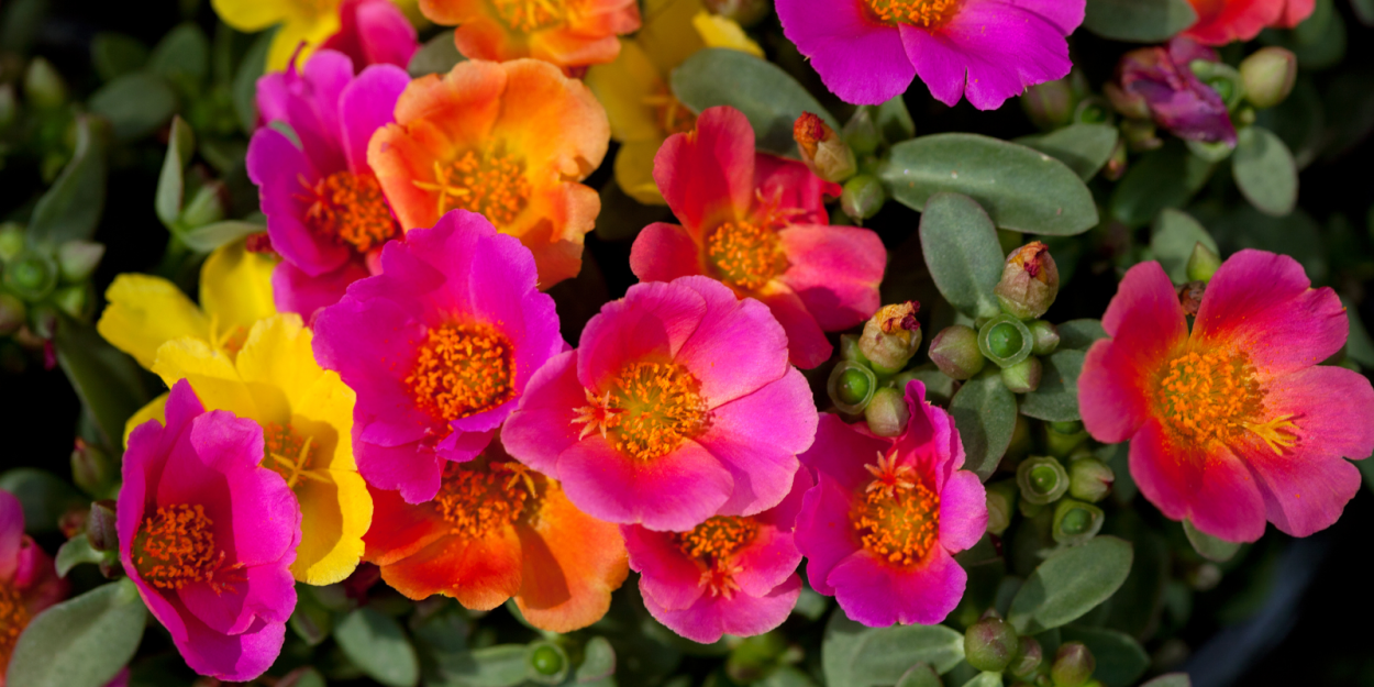 Портулак Солнечная принцесса