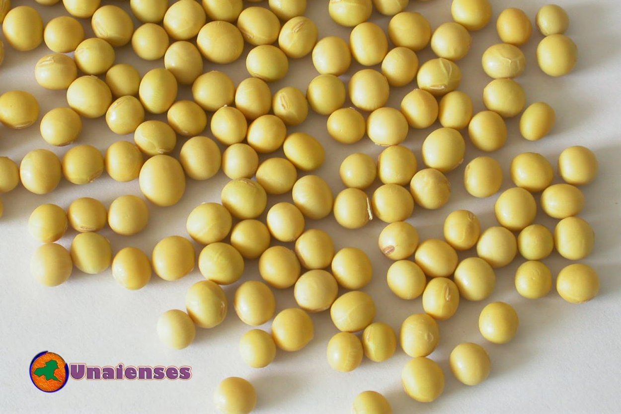 Сорт сои Максус