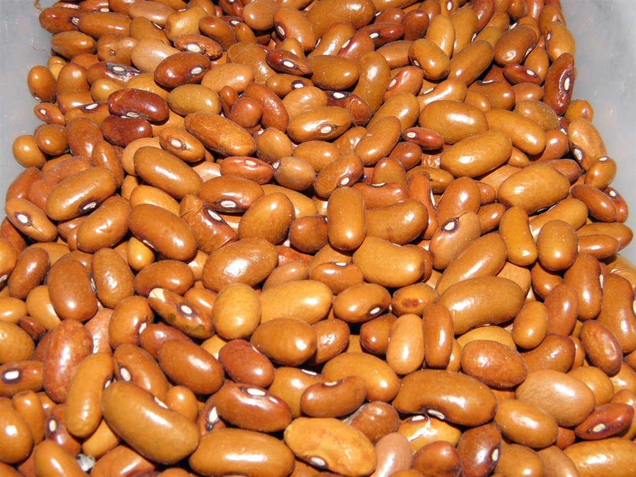 Сорт Гелиада фасоли