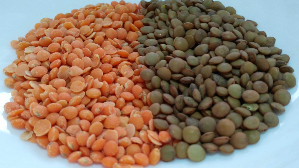 Чечевица крупносемянная