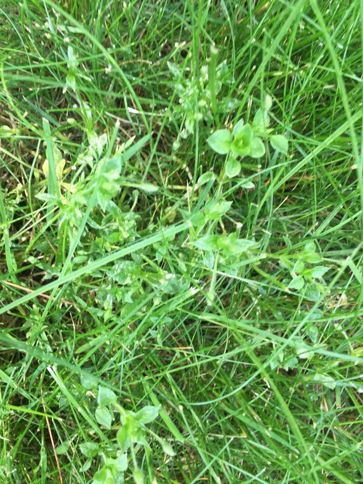 Сорняк брицца