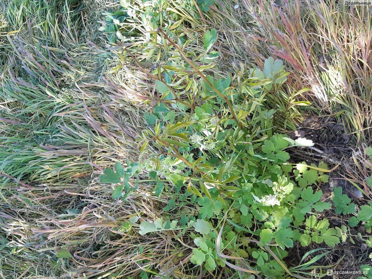 Ползучий сорняк монетчатый