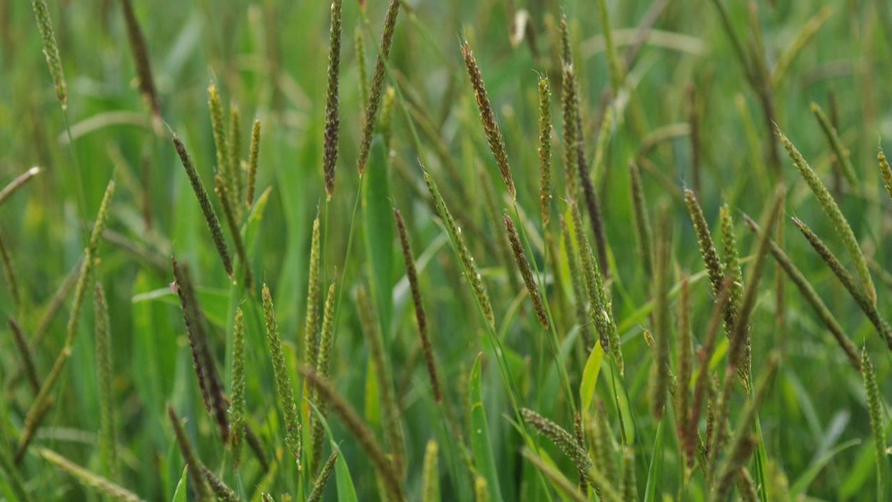 Сорные травы