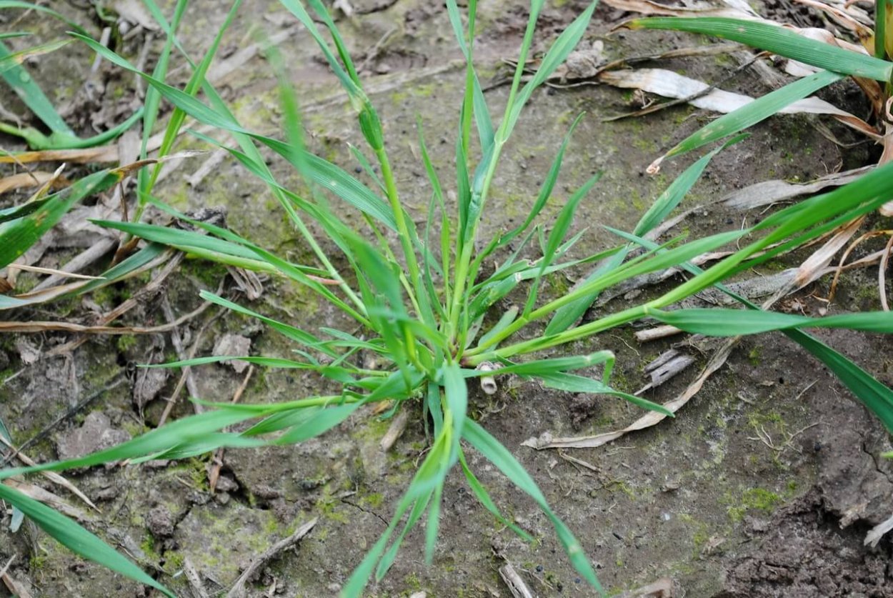 Сорняки злаковые метлица