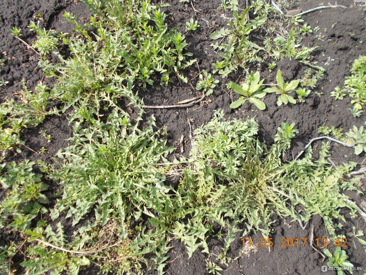 Плоскуша сорняк