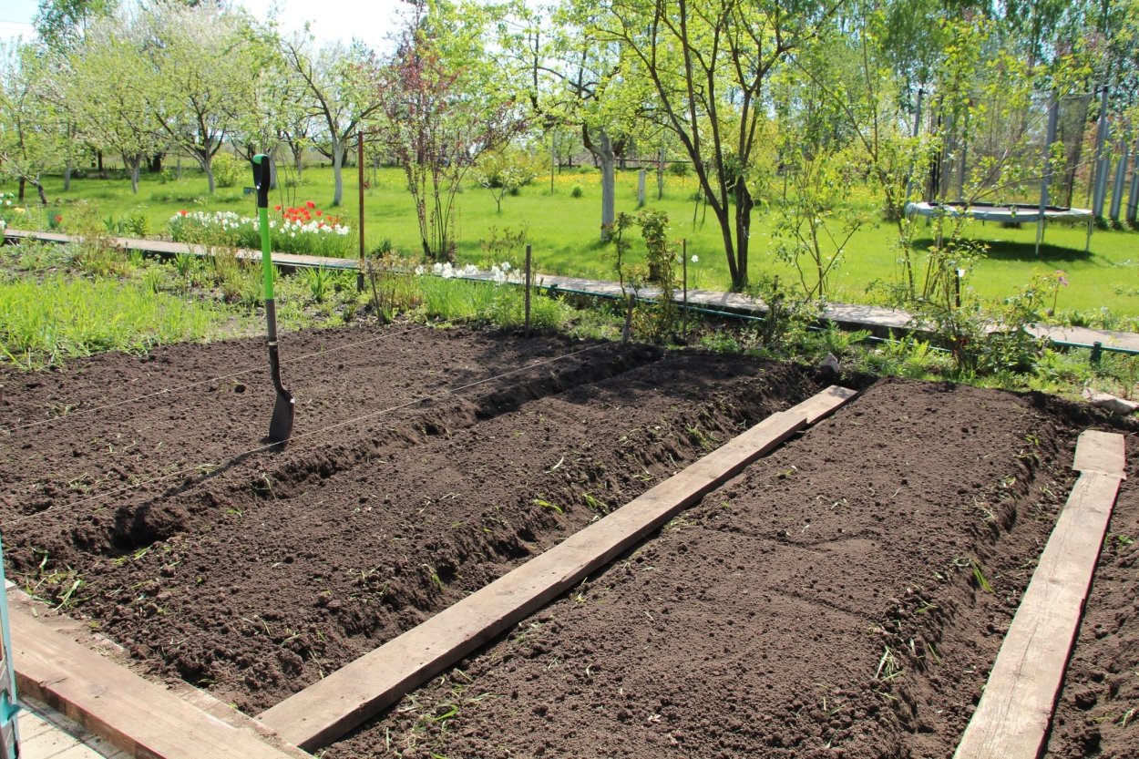 Грядки обычные
