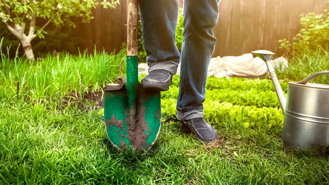 Лопата штыковая на огороде