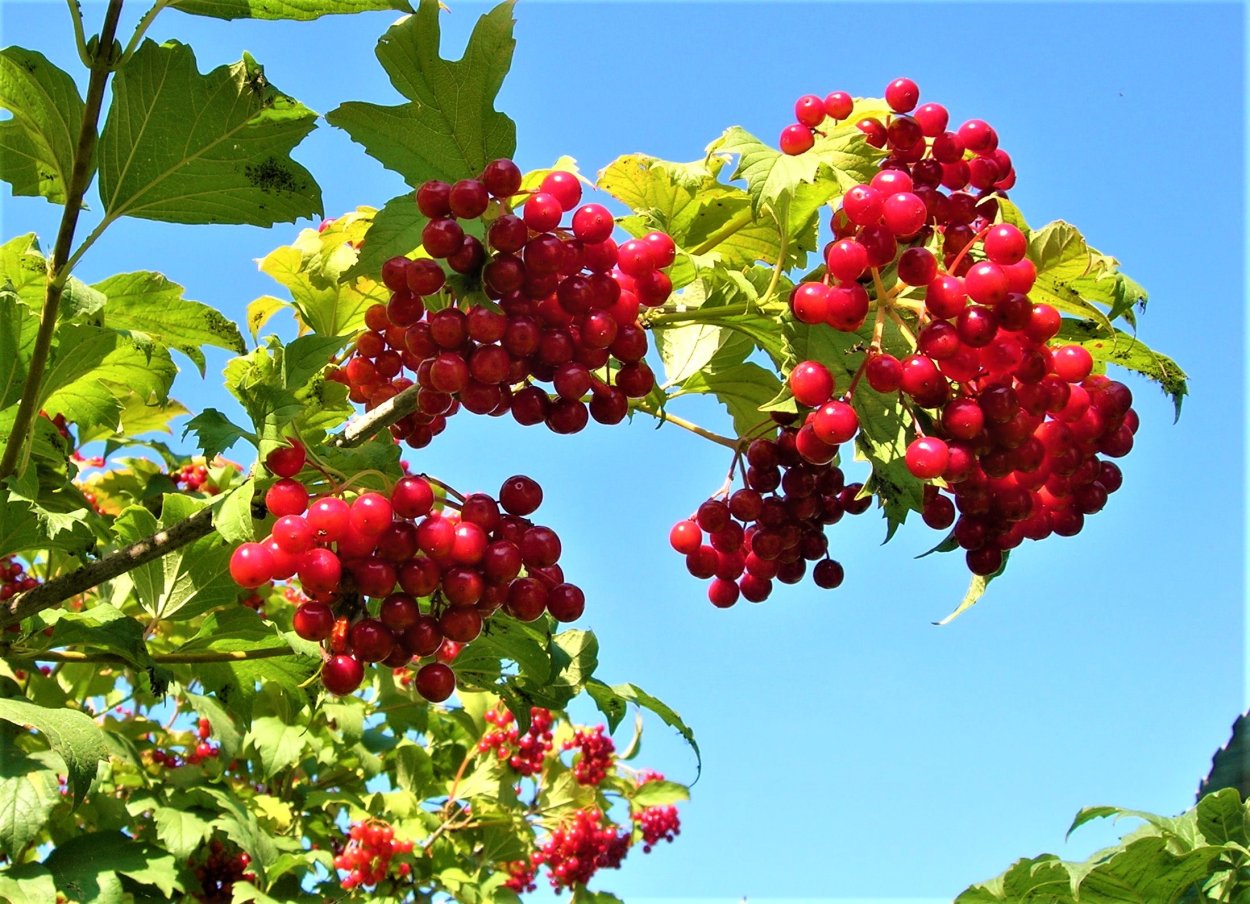 Калина (Viburnum)