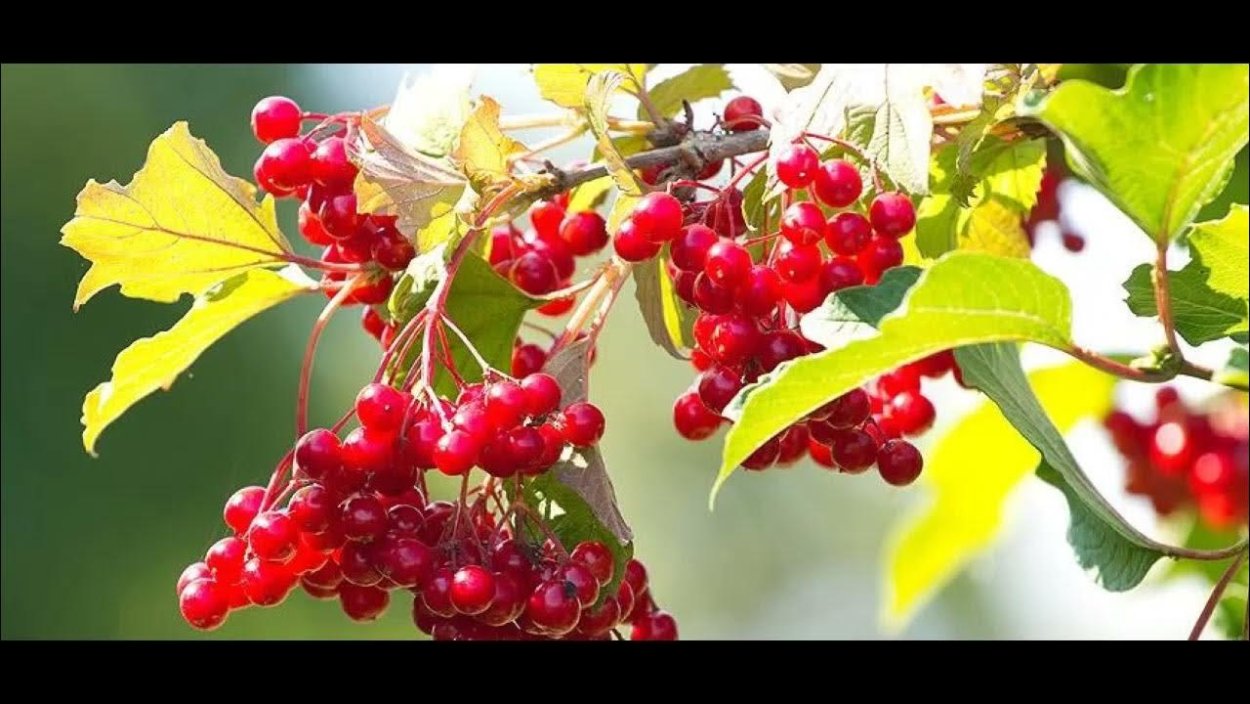 Калина красный коралл