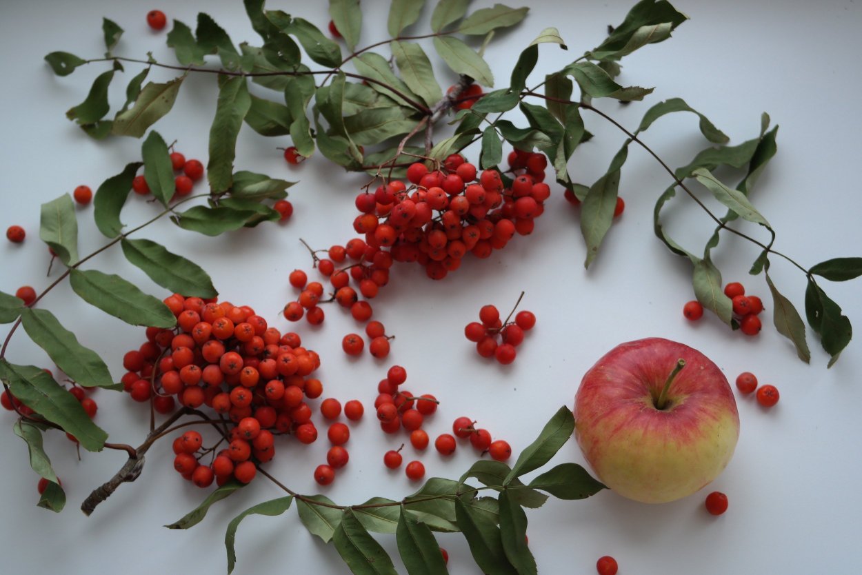 Калина рябина боярышник