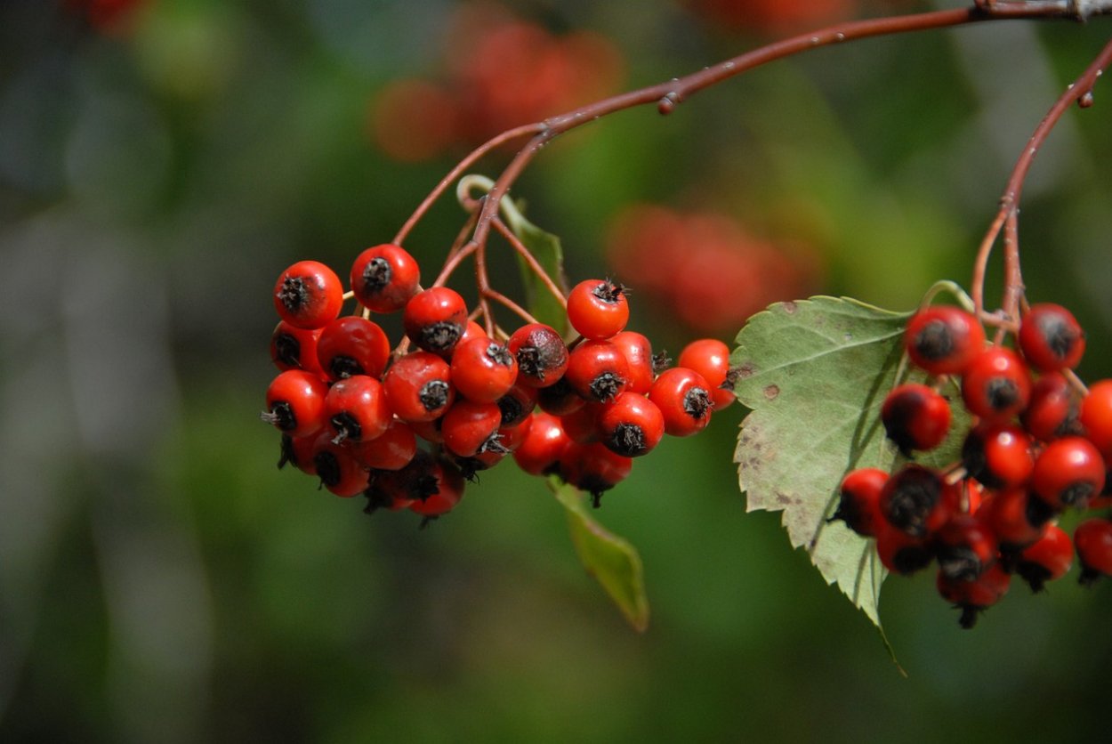 Рябина, боярышник арония