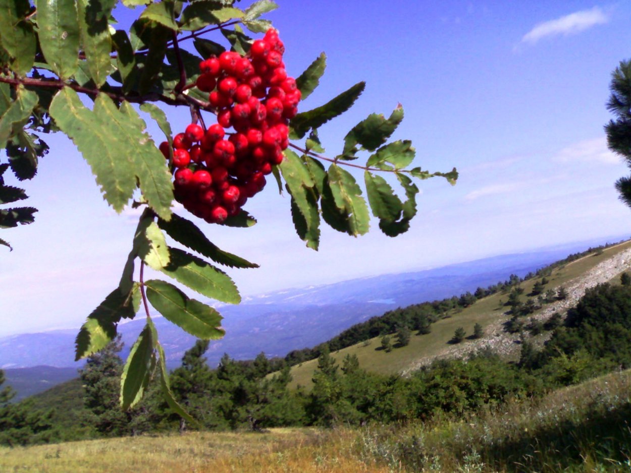 Рябина Алтайская