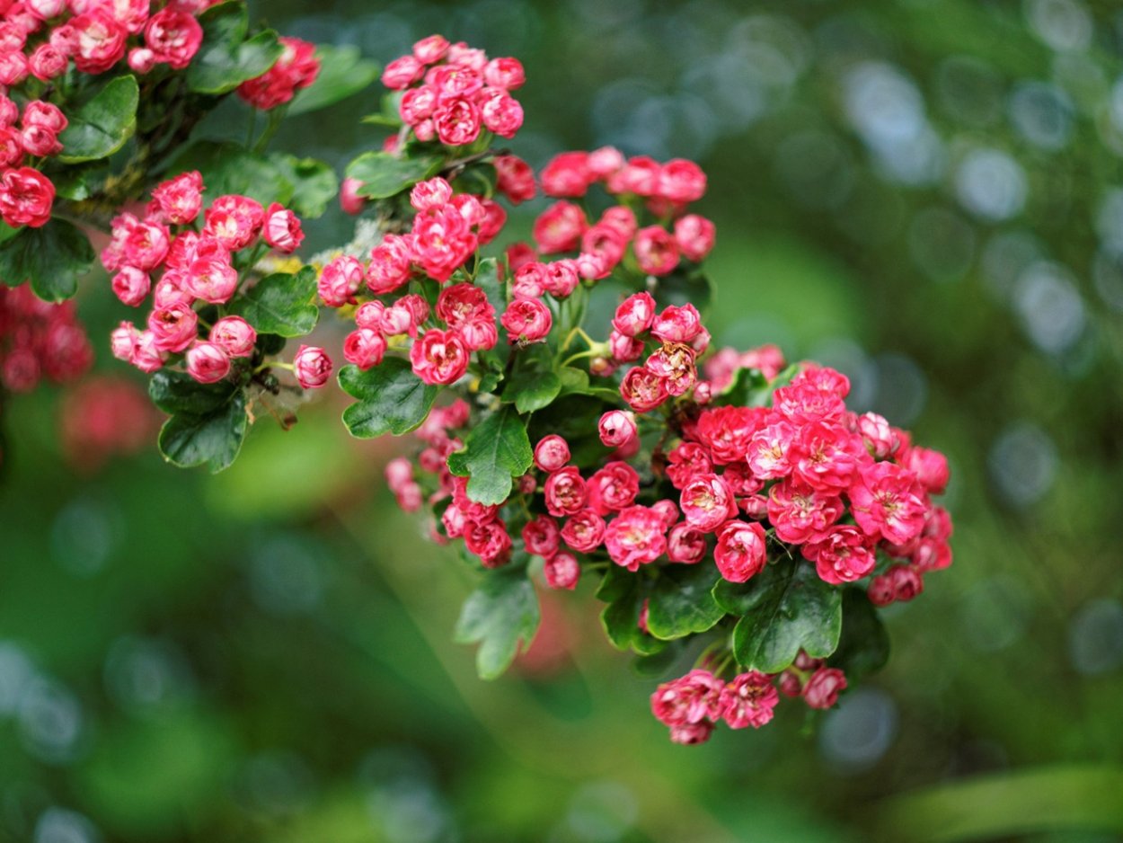 Спирея, боярышник, шиповник