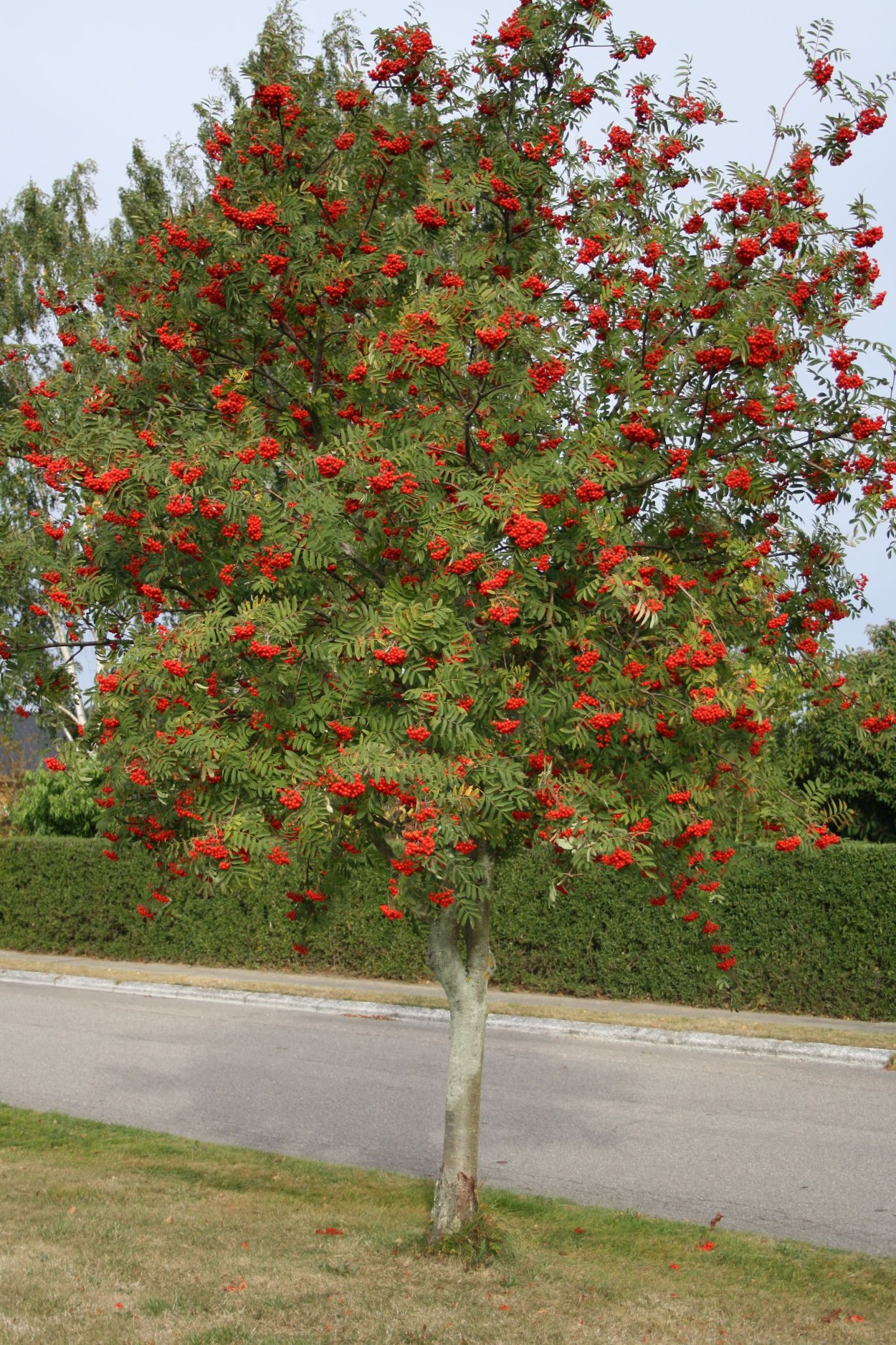 Рябина обыкновенная (Sorbus aucuparia l.)