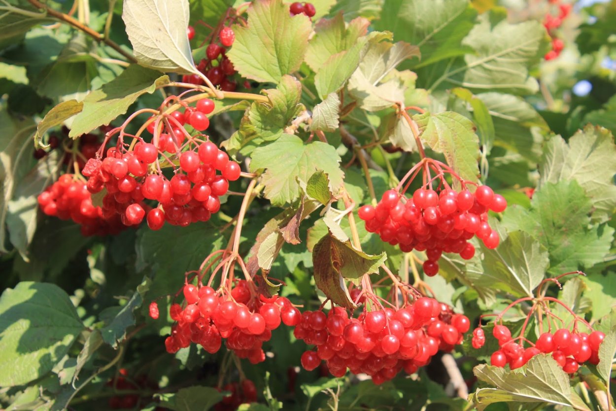 Рован боярышник