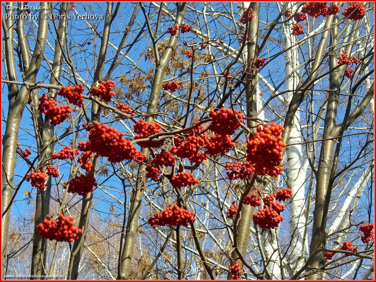 Рябина десертная Мичурина