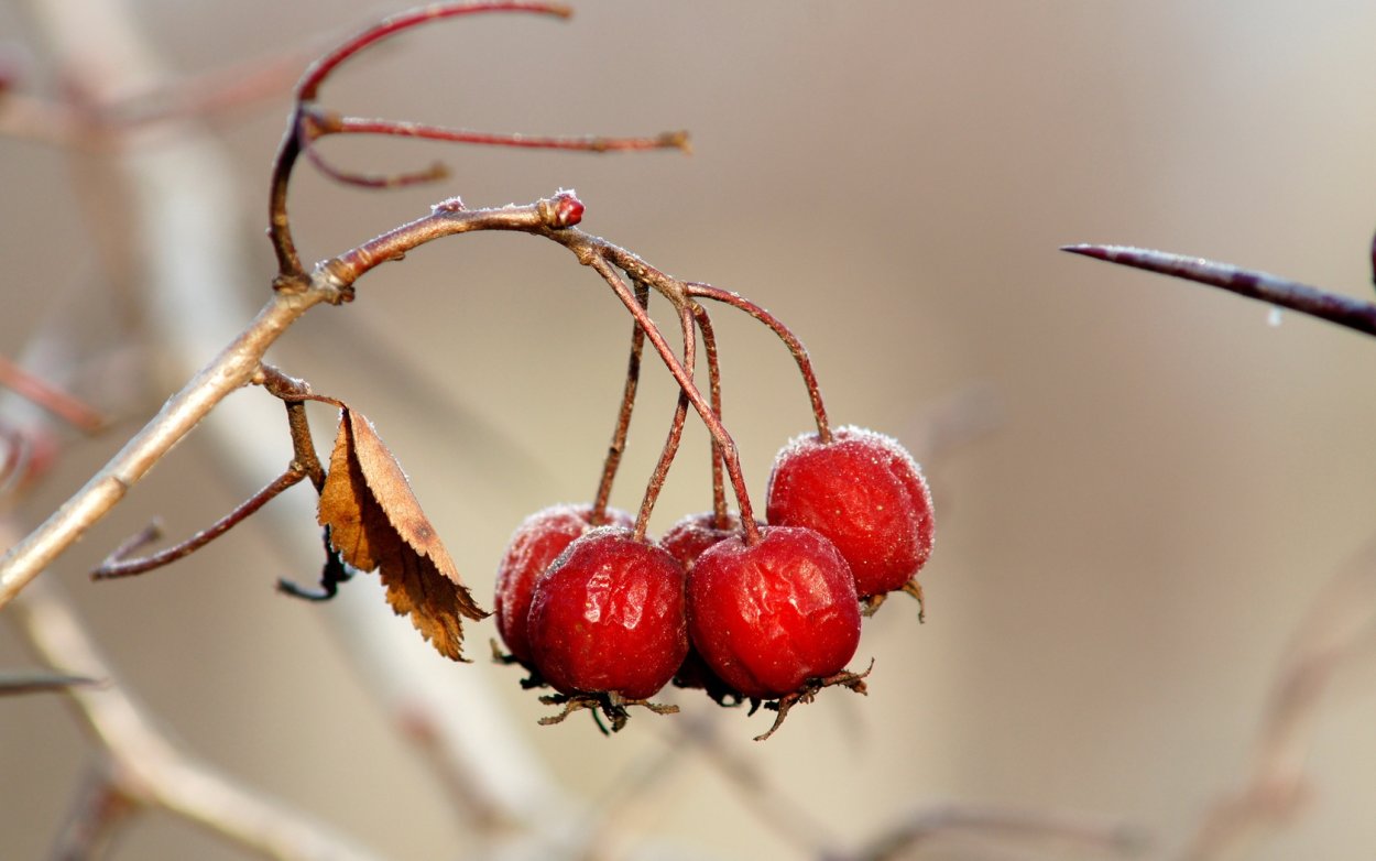 Боярышник ягода веточка