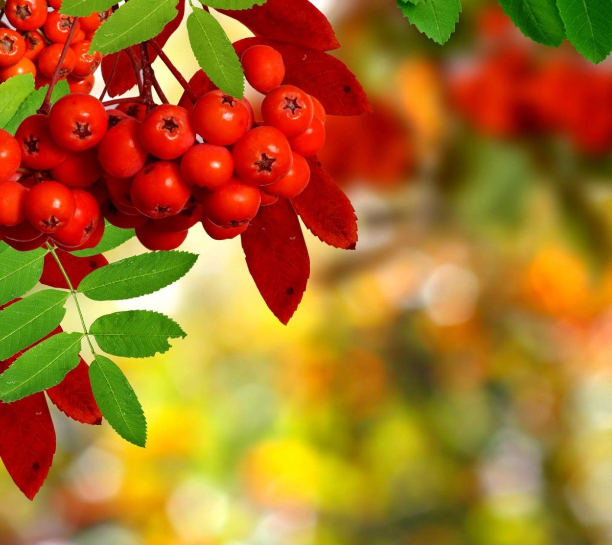 Горькая ягода рябина