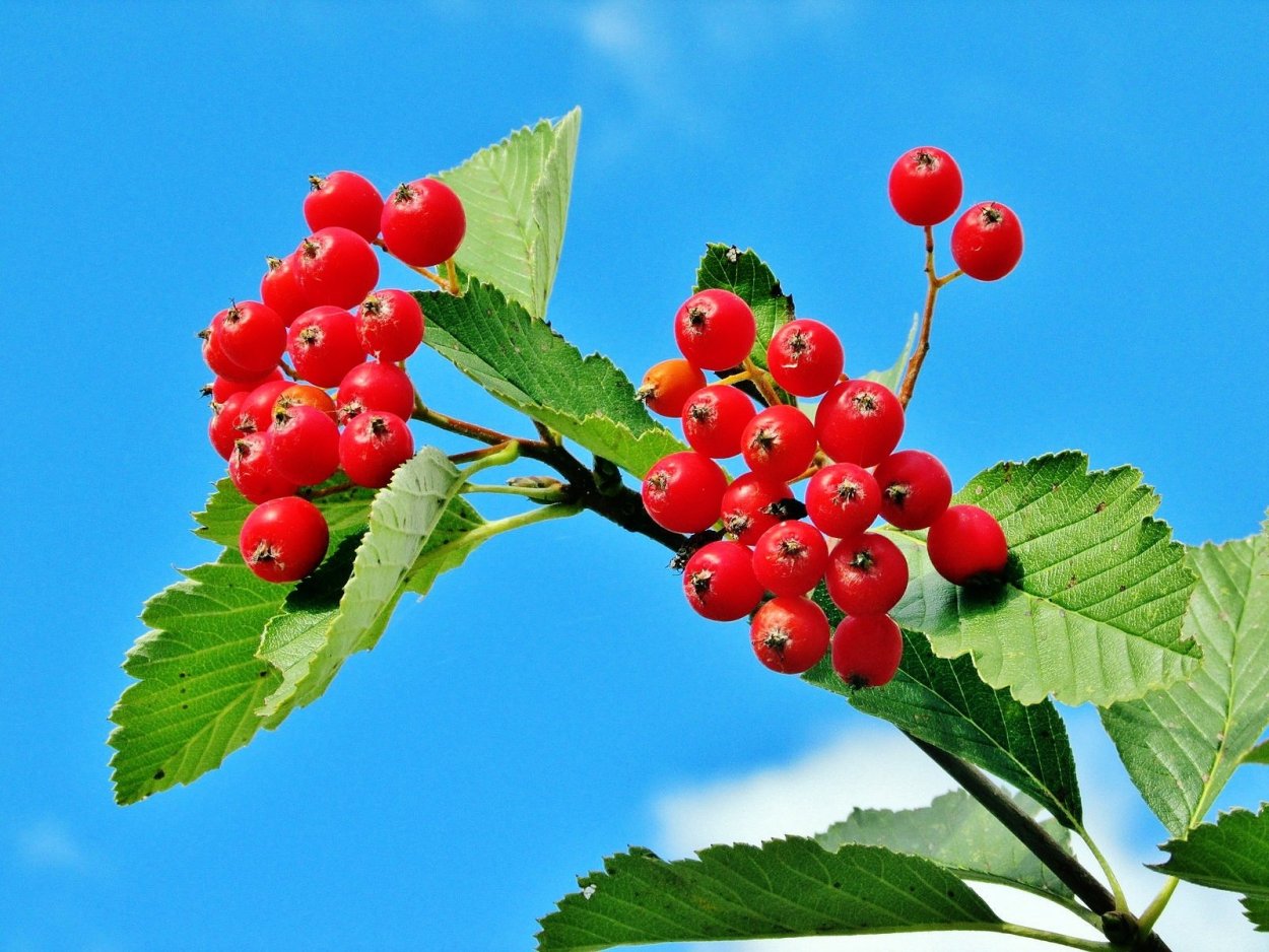 Гроздь боярышника