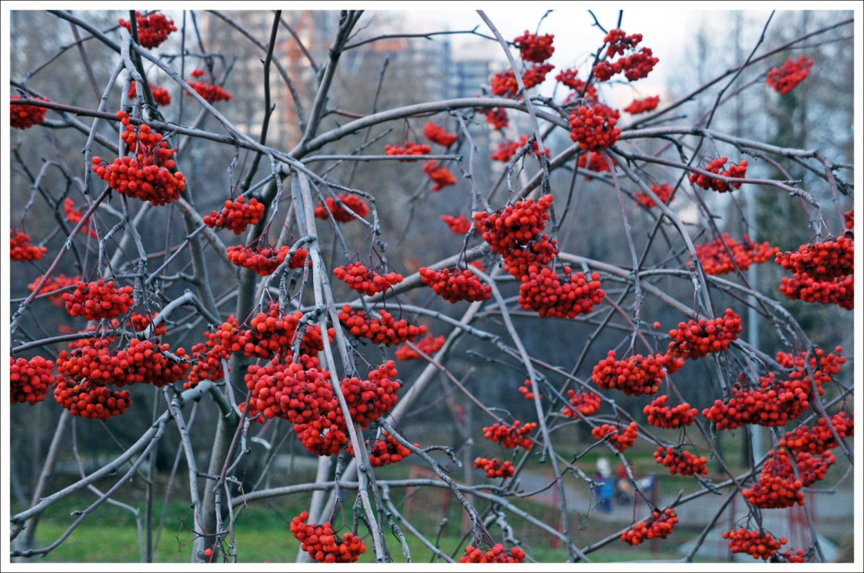 Рябина поздняя