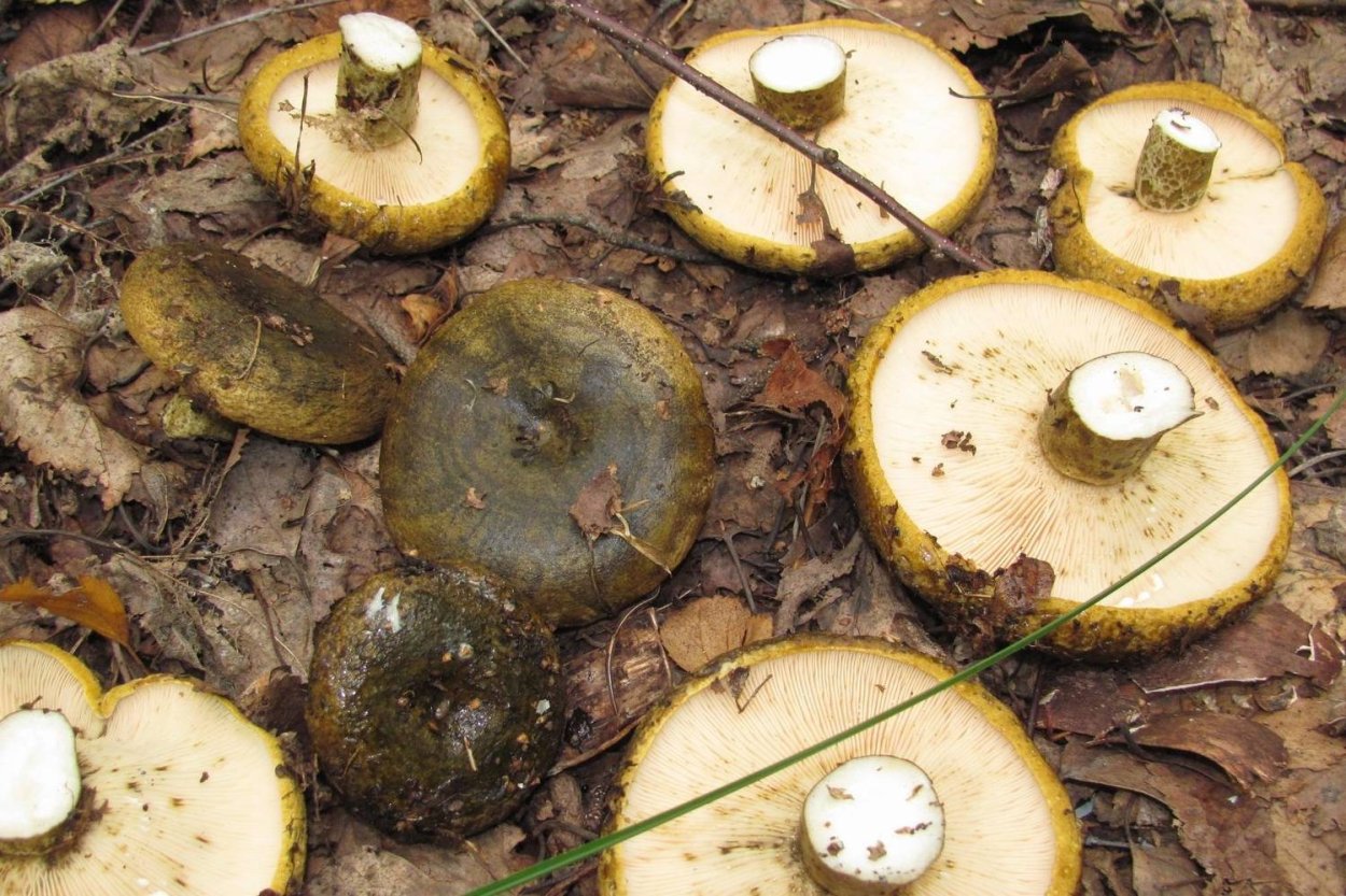 Гриб черный груздь