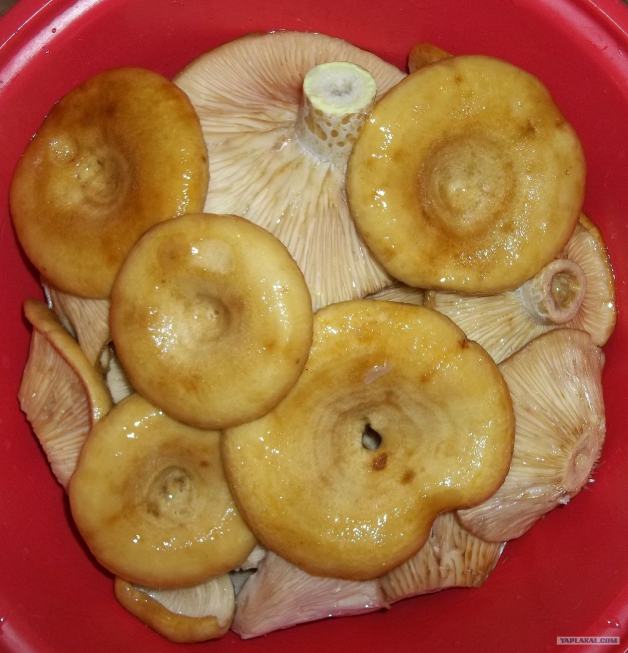 Кубанский груздь