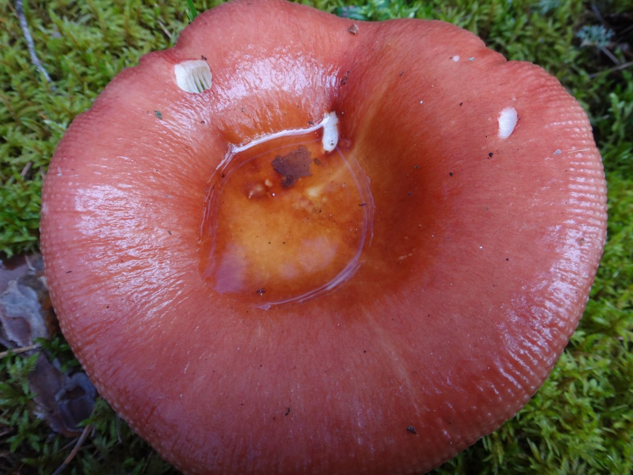 Волнушки лисички рыжики