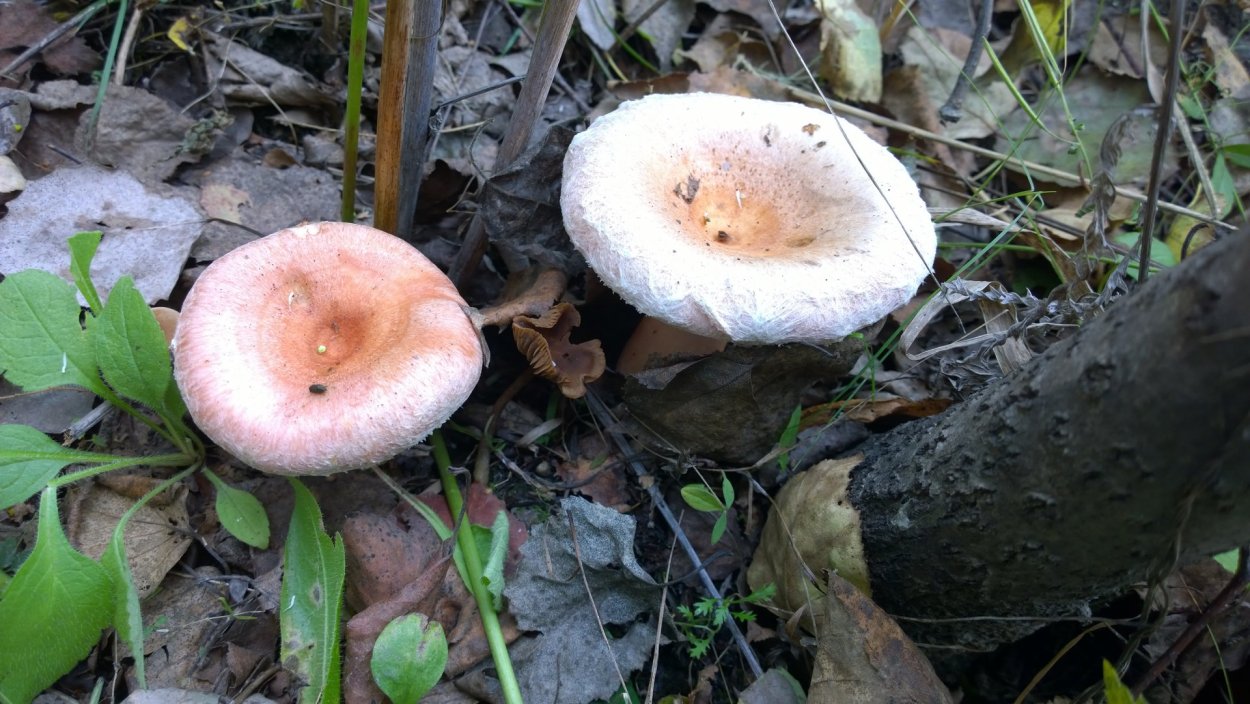 Гриб млечник камфорный