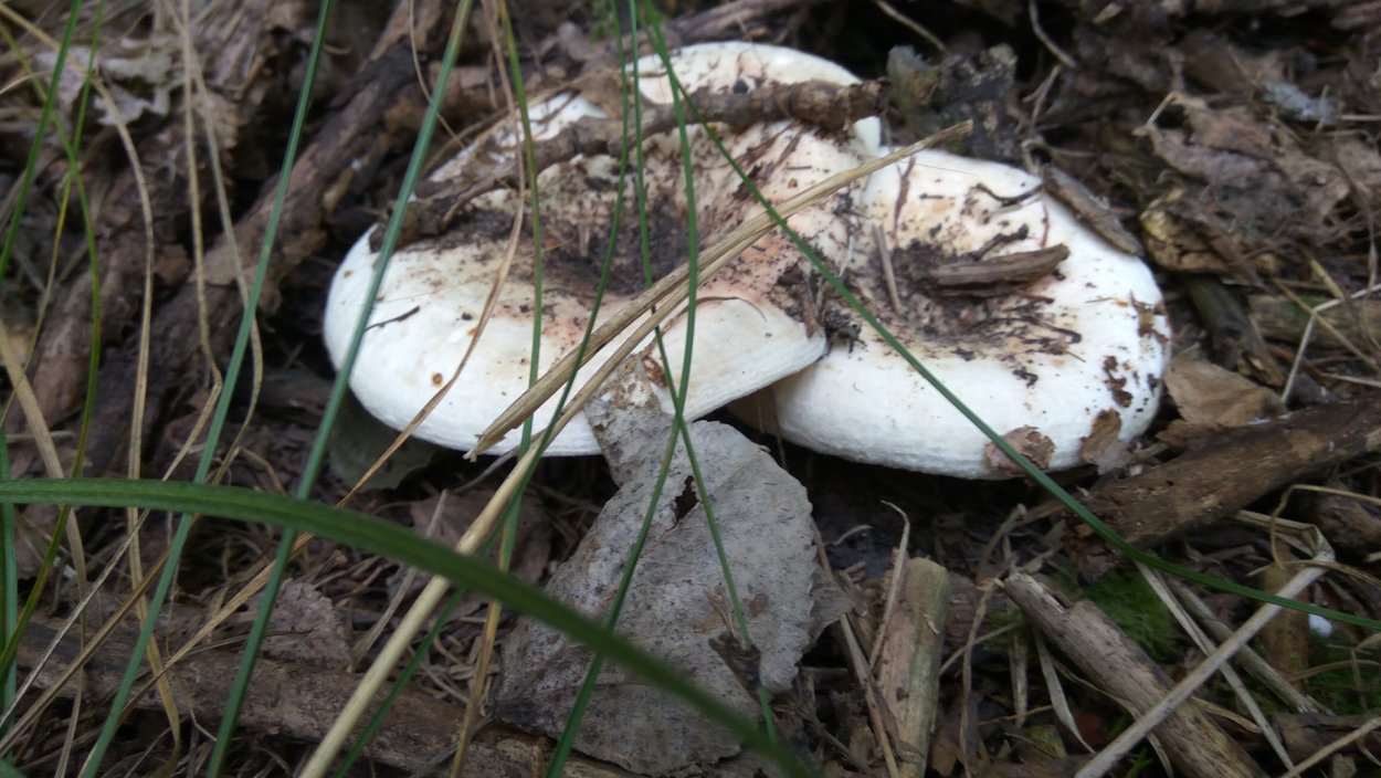 Заячий груздь