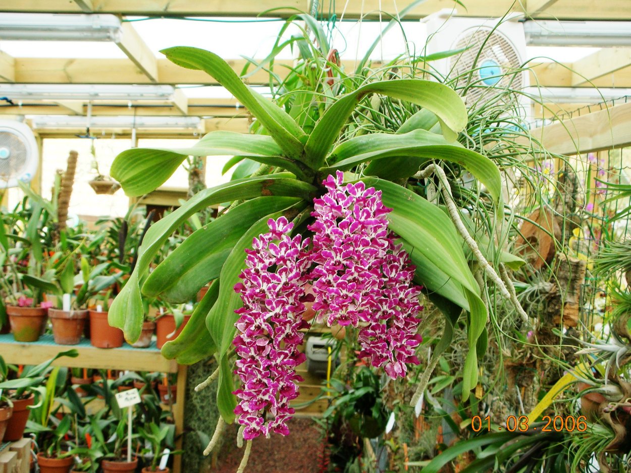 Орхидея ринхостилис гигантея