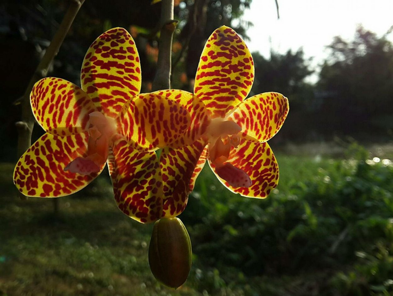 Phal. Gigantea