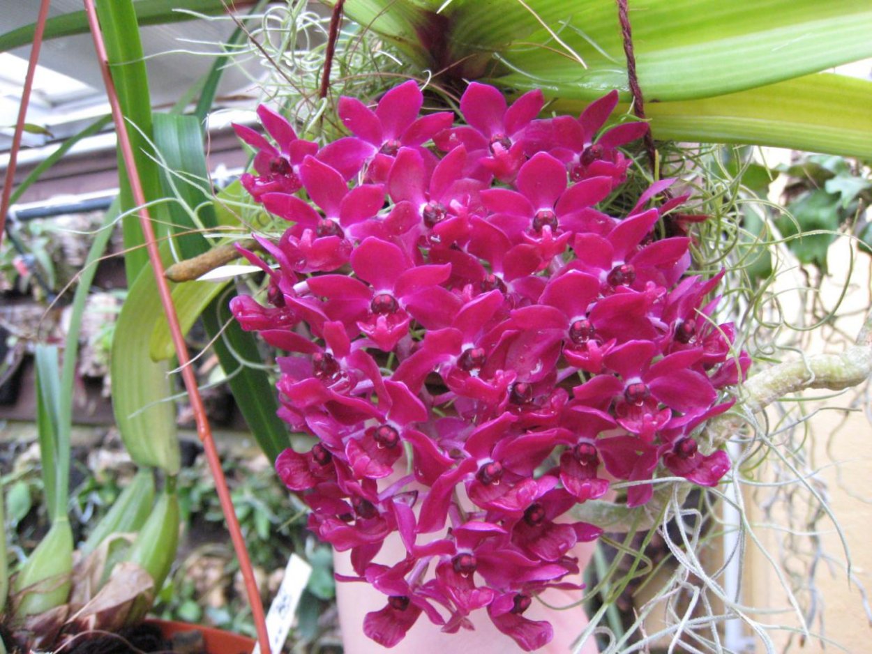 Rhynchostylis gigantea Red