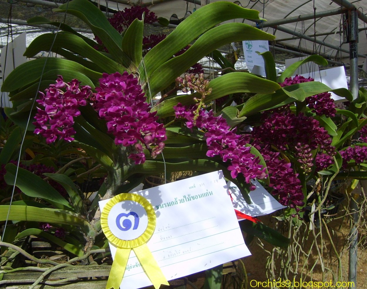 Орхидея Rhynchostylis gigantea var. Orange