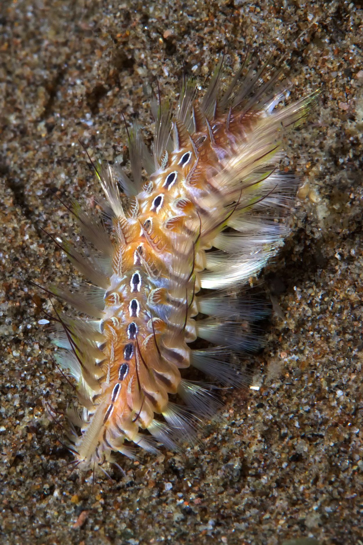 Eulagisca gigantea антарктический