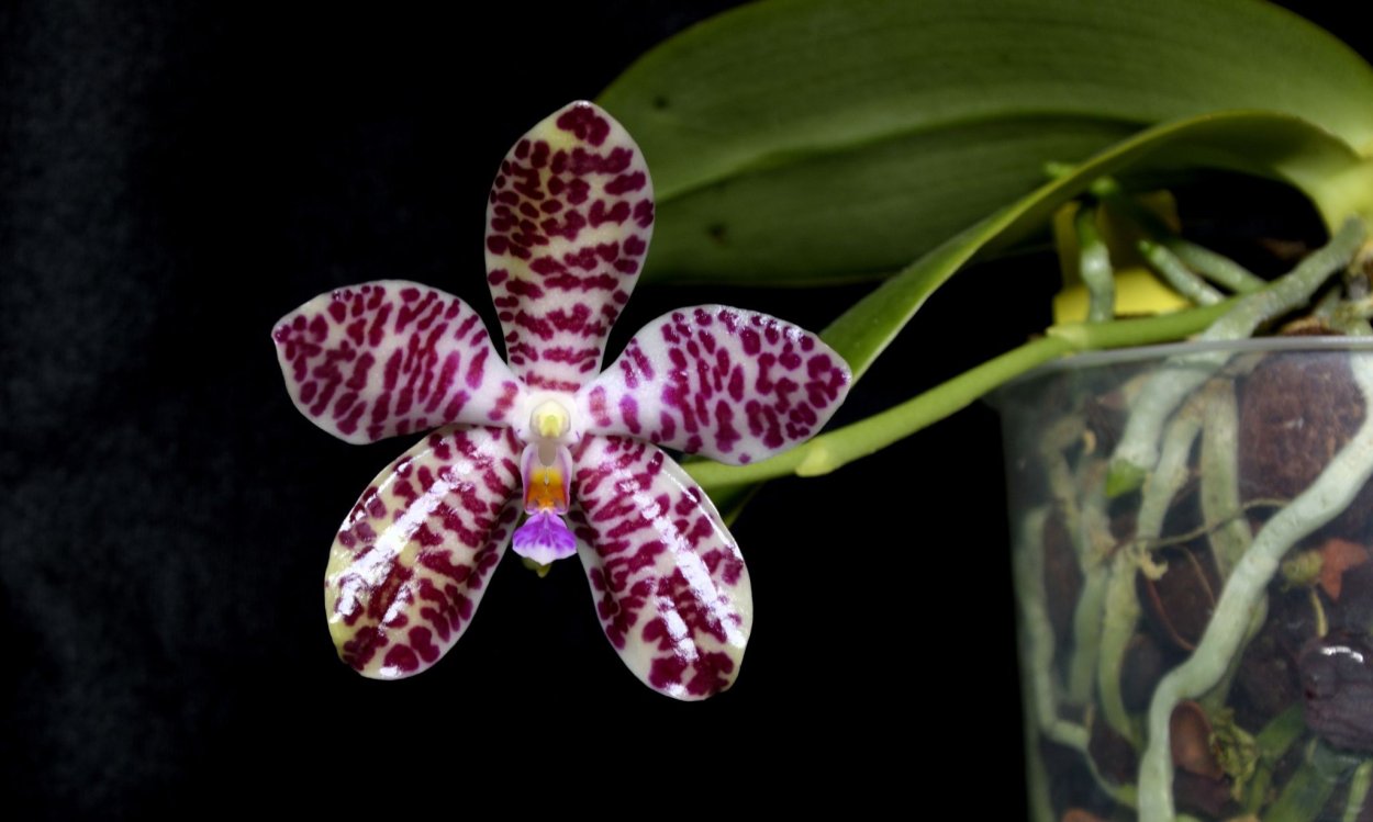 Фаленопсис lueddemanniana Mindanao