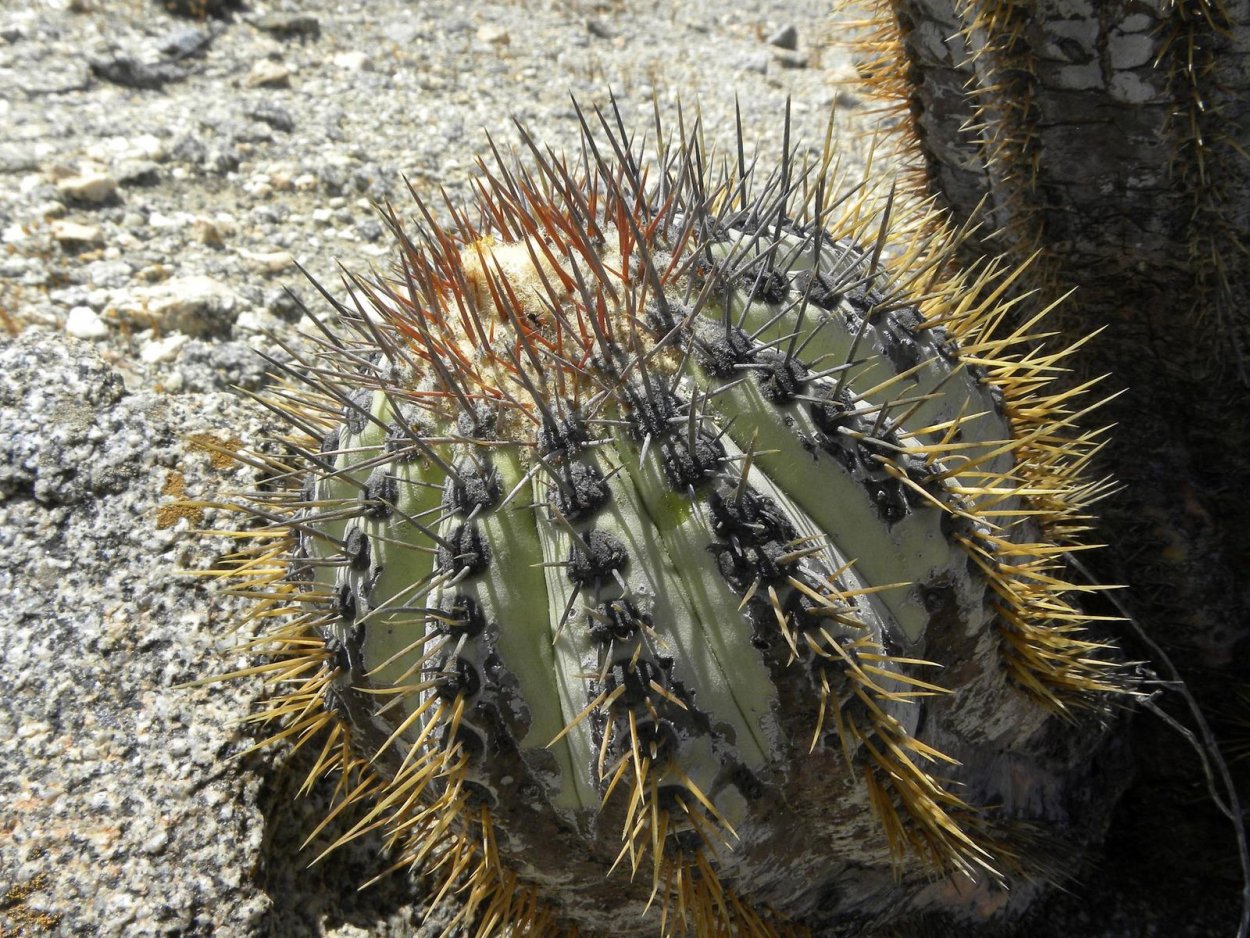 Copiapoa calderana