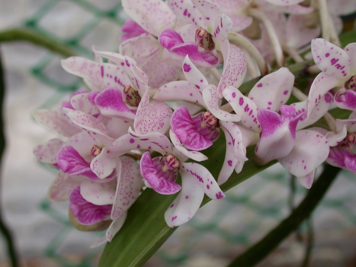 Ринхостилис Бангкок