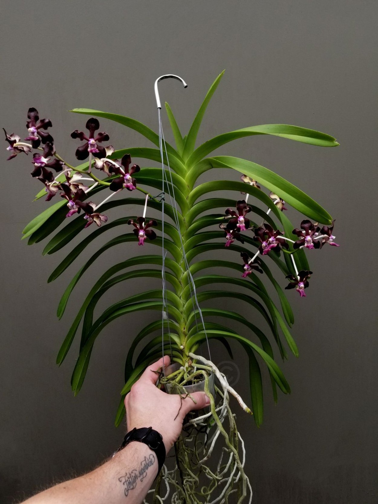 Vanda cristata