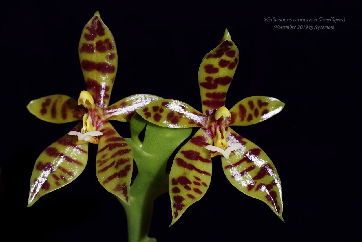 Phal lamelligera x self