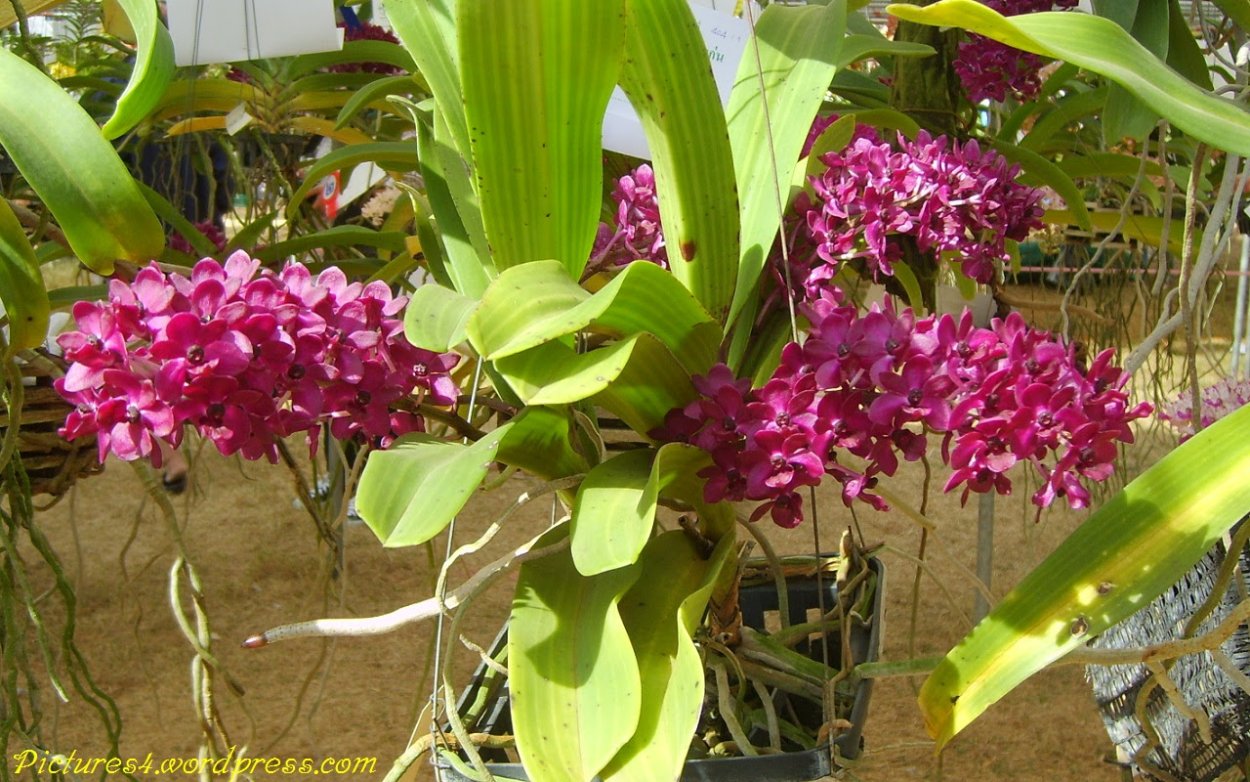 Ринхостилис гигантея