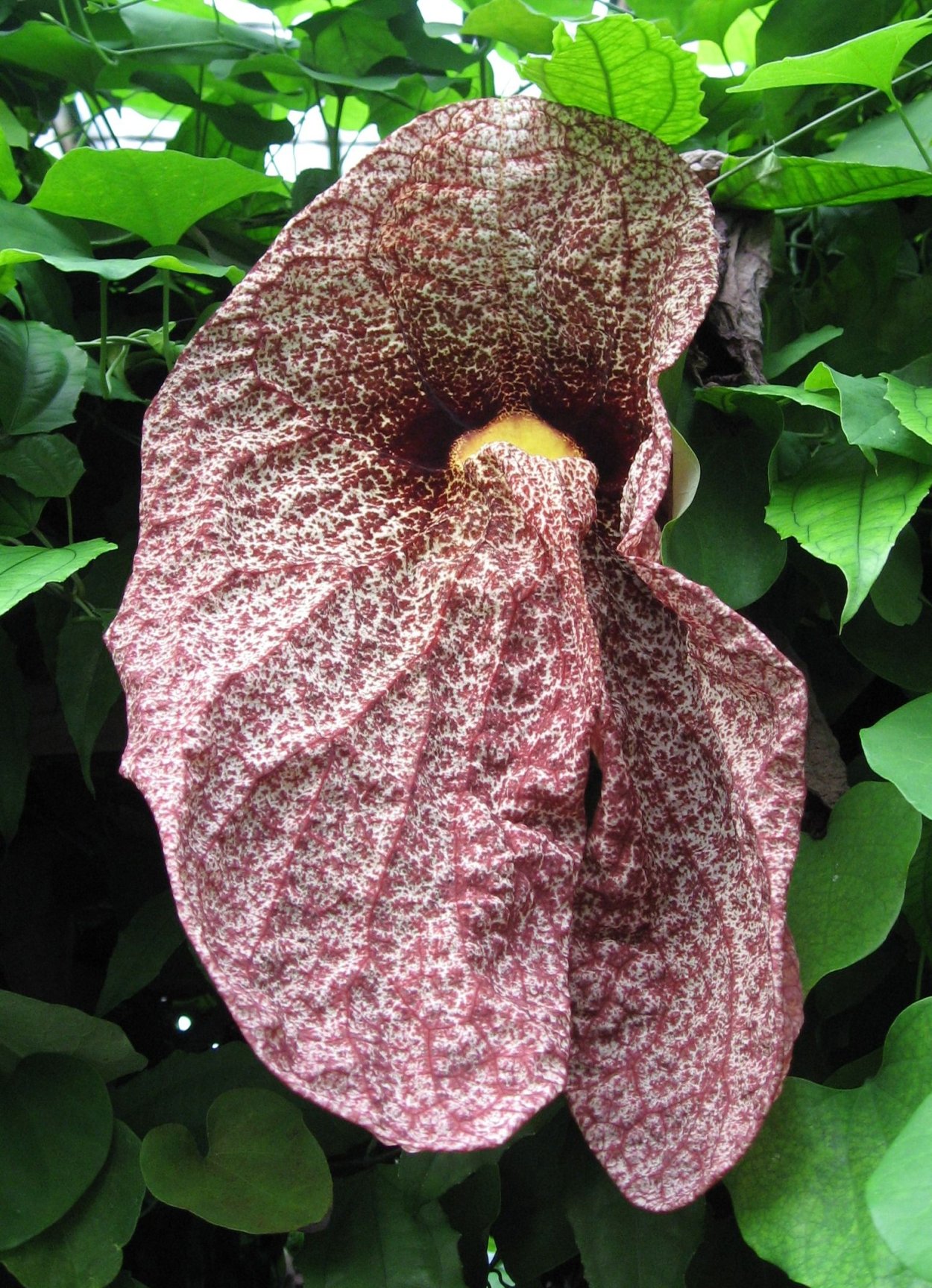 Аристолохия гигантская