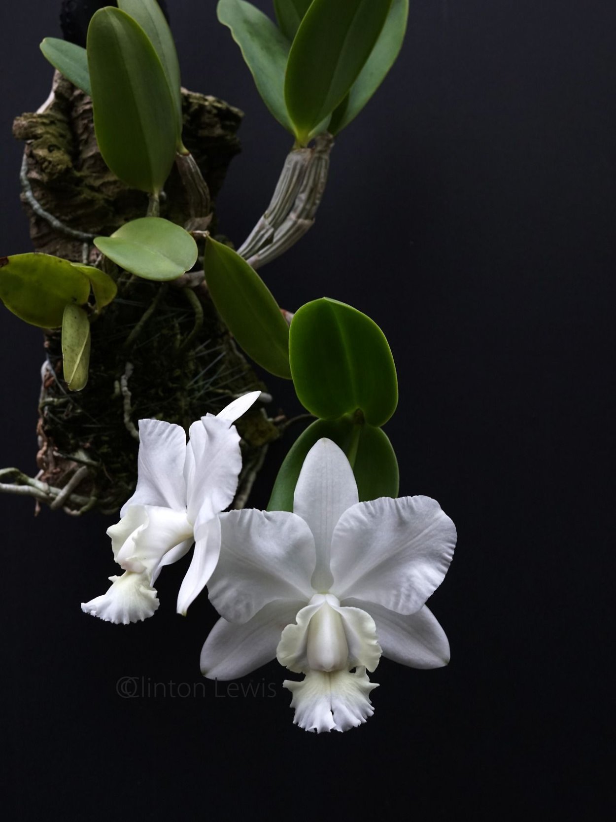 Cattleya dolosa var.Alba