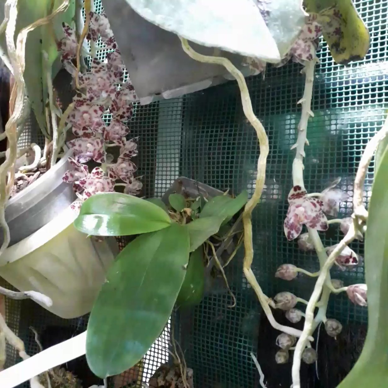 Фаленопсис гигантея холодного или теплого содержания